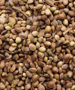 Starlato Seeds